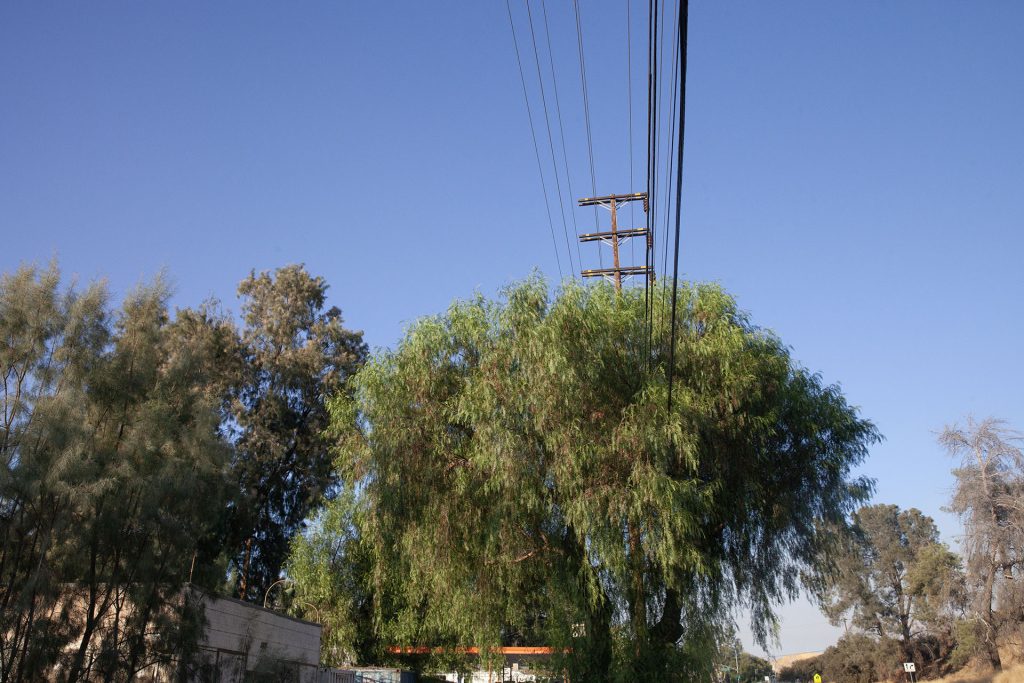 Utility Pole soaring above trees