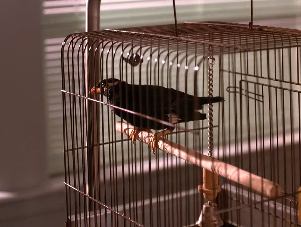 Waldo the Myna bird in a cage