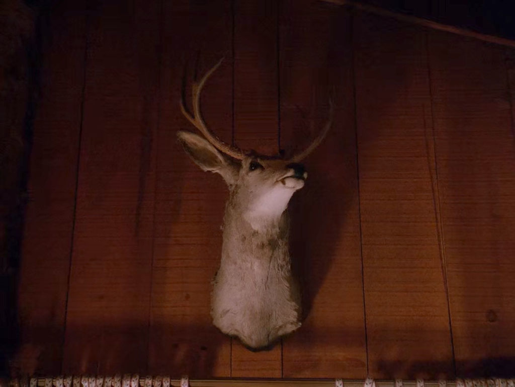 Deer head on the wall