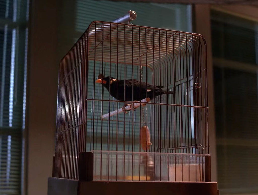 Waldo the Myna Bird in a cage