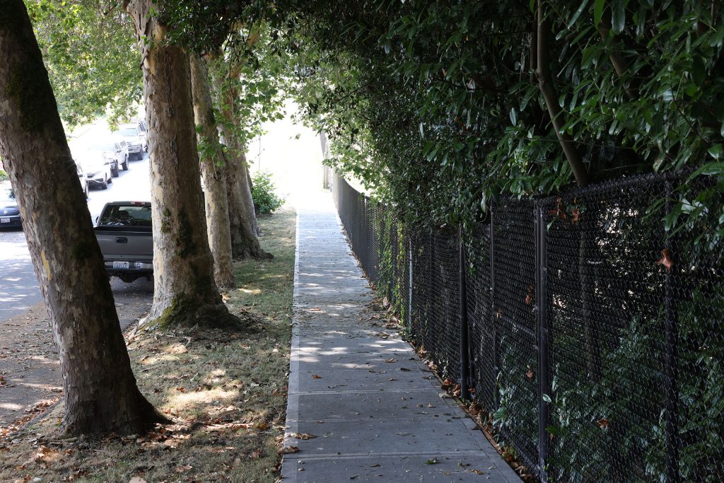 Sidewalk lined by giant trees