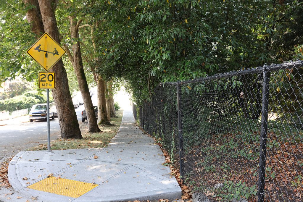 Sidewalk lined by giant trees