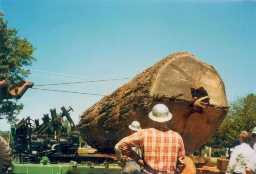 People watching a giant log be put into a park
