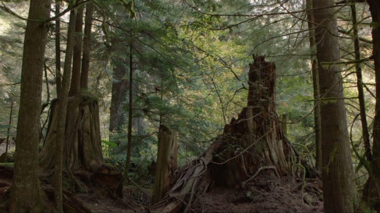 Jack Rabbit's Palace in the woods