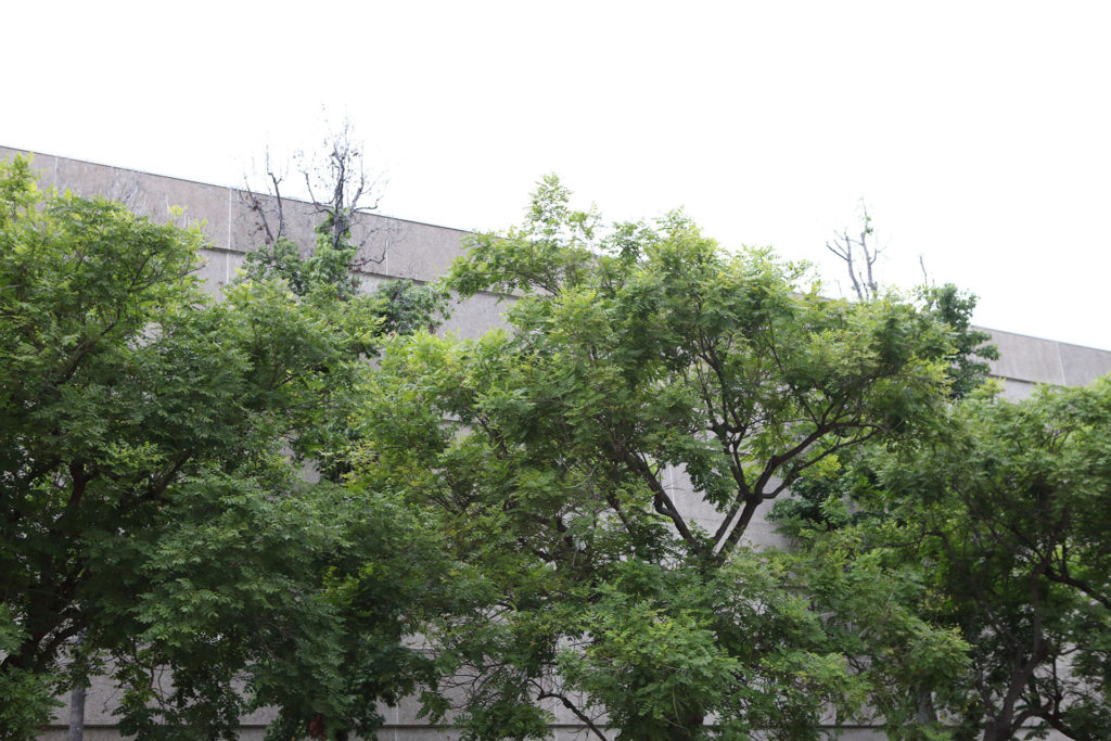Trees against a building in Courtyard of 801 North Brand Boulevard 