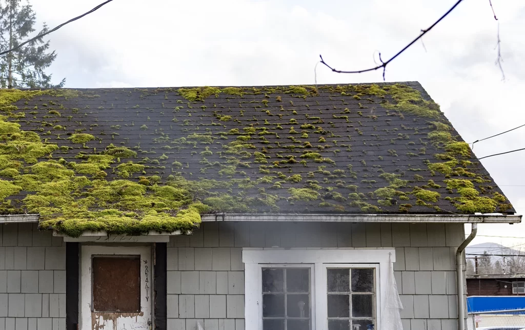 Roof of Bookhouse