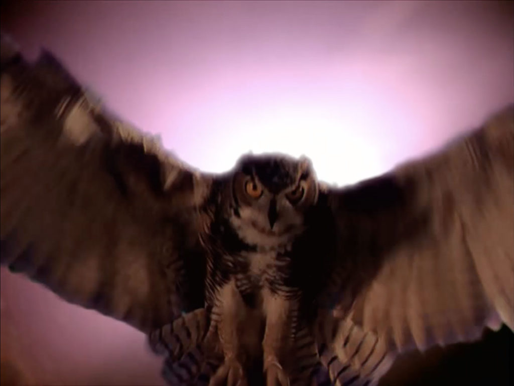 Giant owl flying toward camera