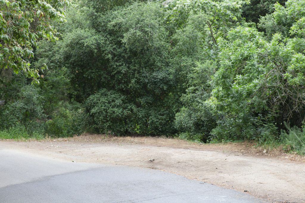 Road with pull off area near trees