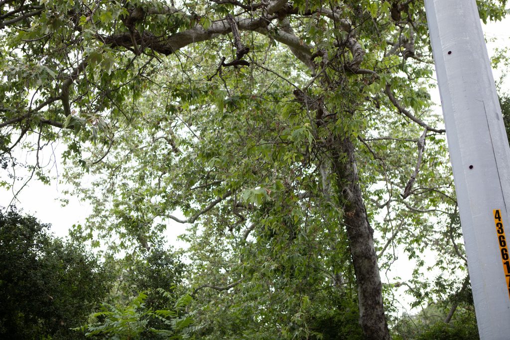 Trees in woods