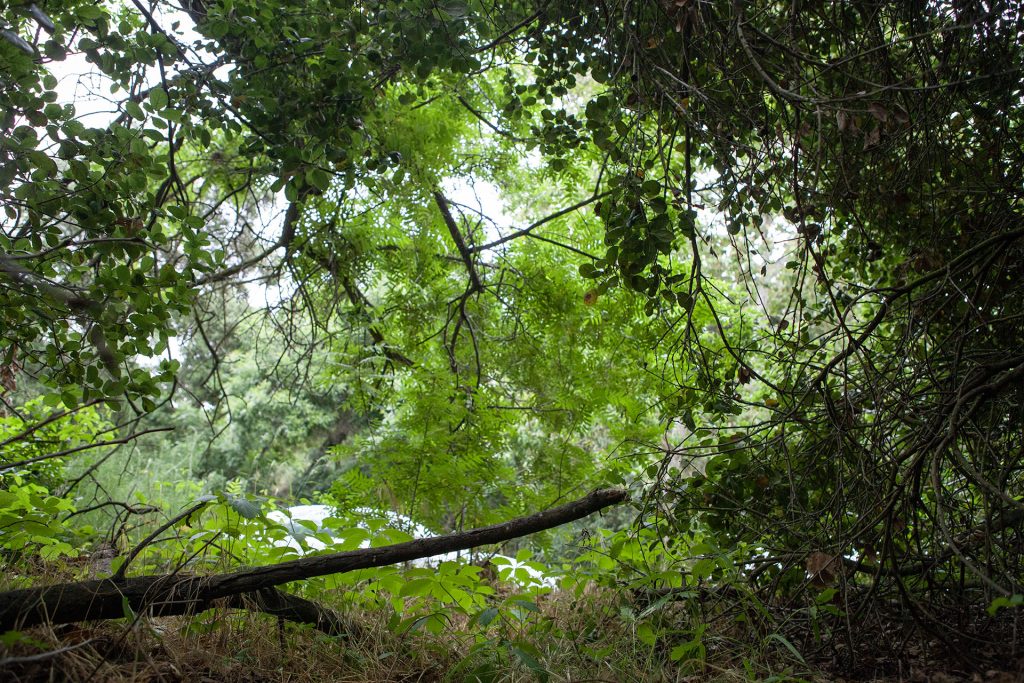 View from embankment looking up at trees