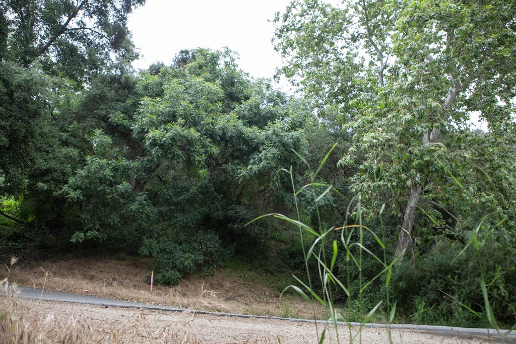 View of road and trees