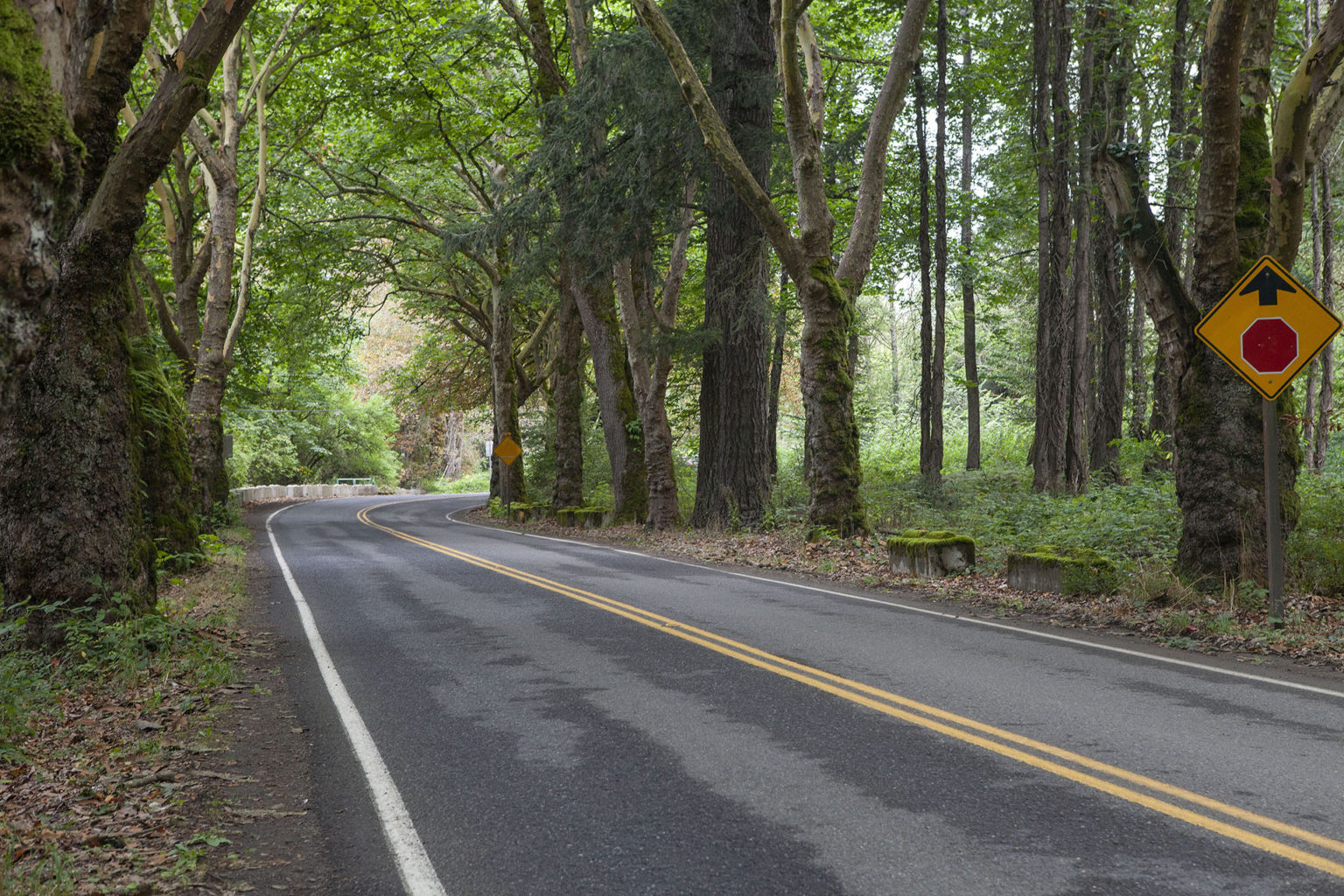 Twin Peaks Film Location - Opening Credits Bird Branch - Twin Peaks Blog