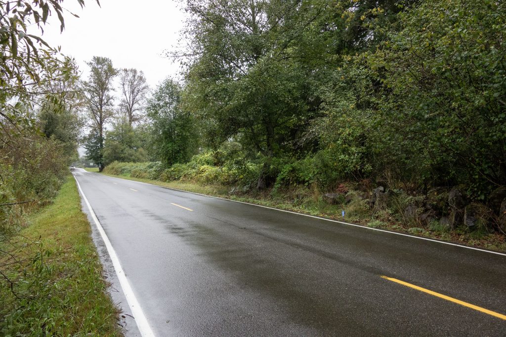 Road running between trees