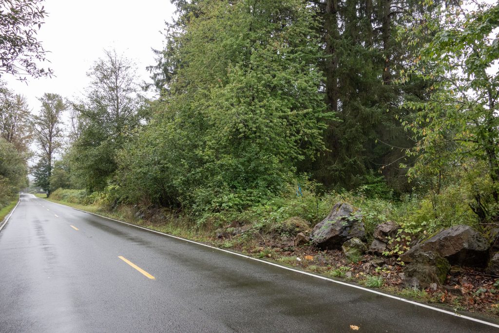 Road running between trees