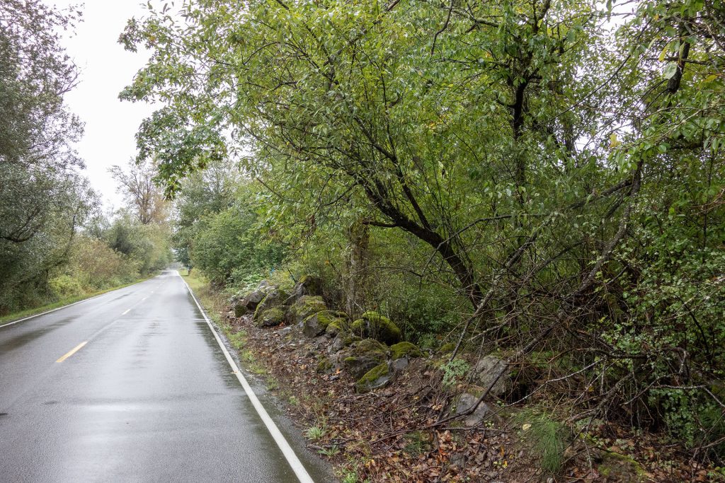 Road running between trees