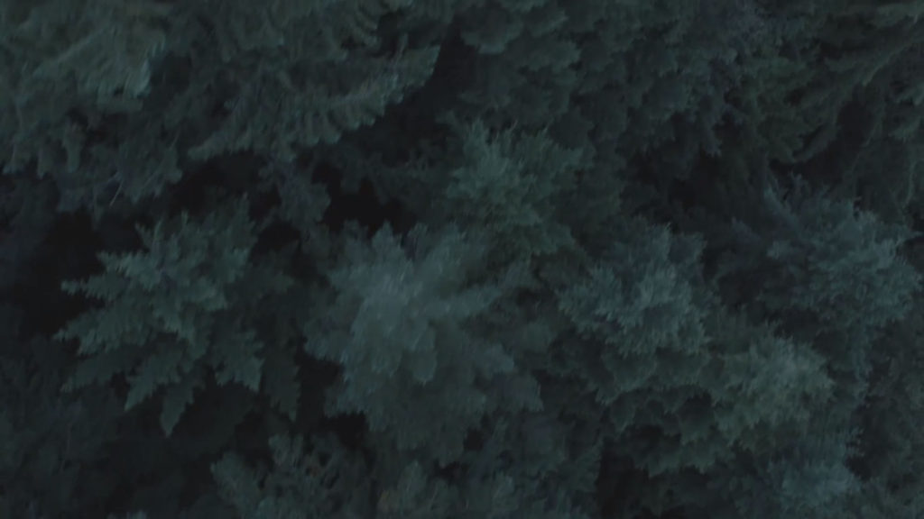 Aerial shot of woods and trees