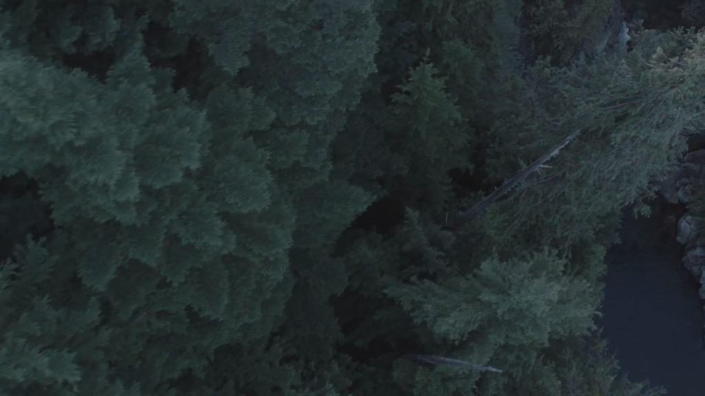Aerial shot of woods and trees