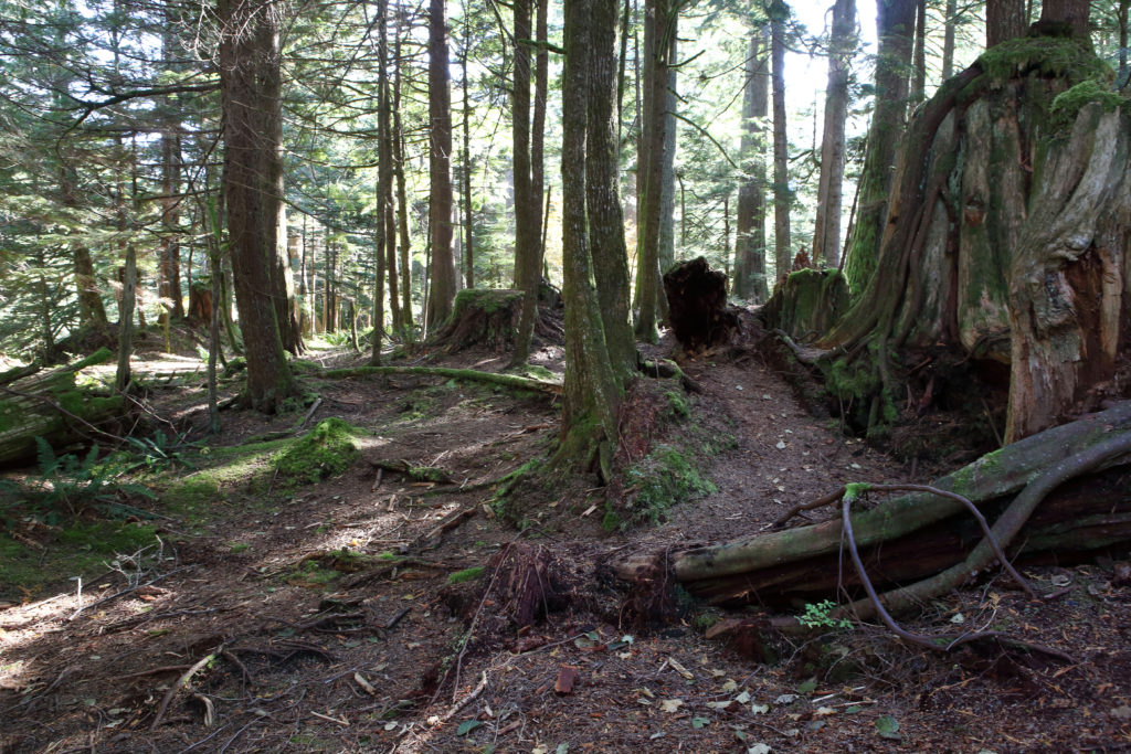 Jack  Rabbit's Palace location in Olallie State Park