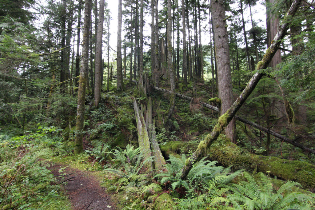 Olallie State Park and Weeks Falls Trail with trees