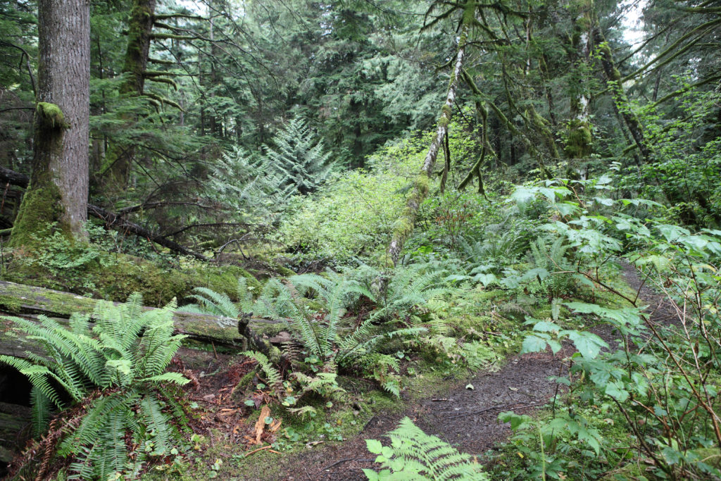Olallie State Park trail with trees
