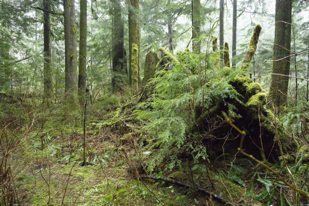 Tree stump in woods at Olallie State Park