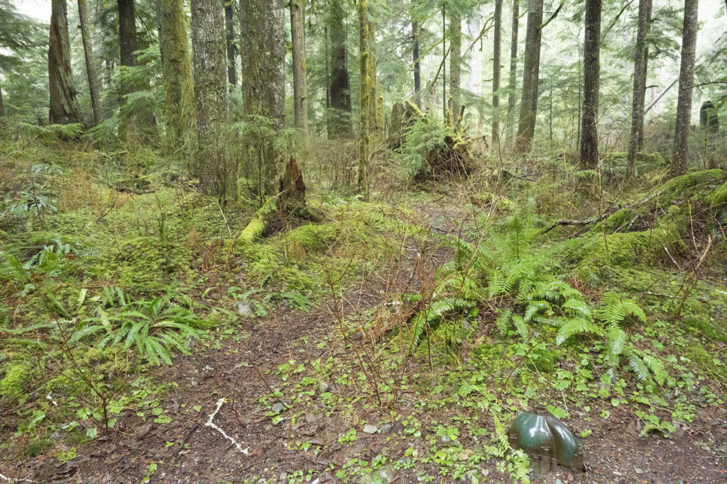 Trail in woods at Olallie State Park