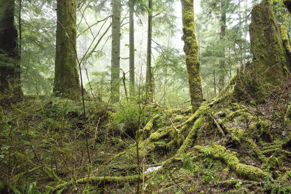 Moss covered trees in forest