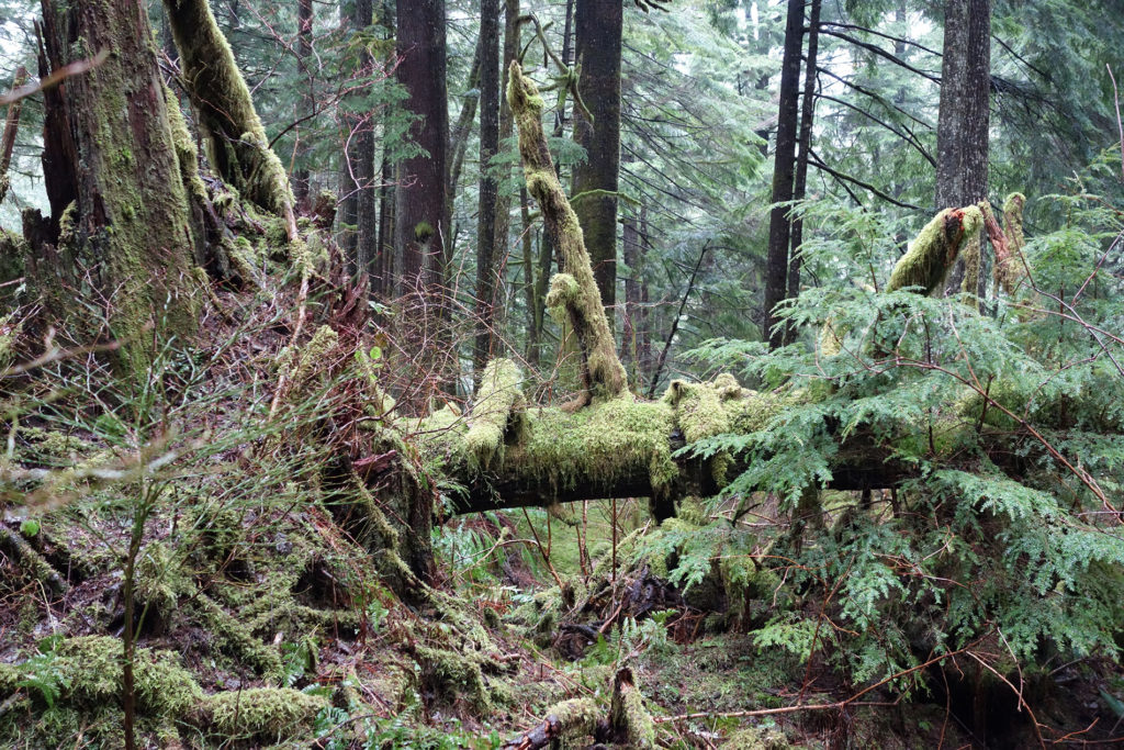 Moss covered trees in the woods