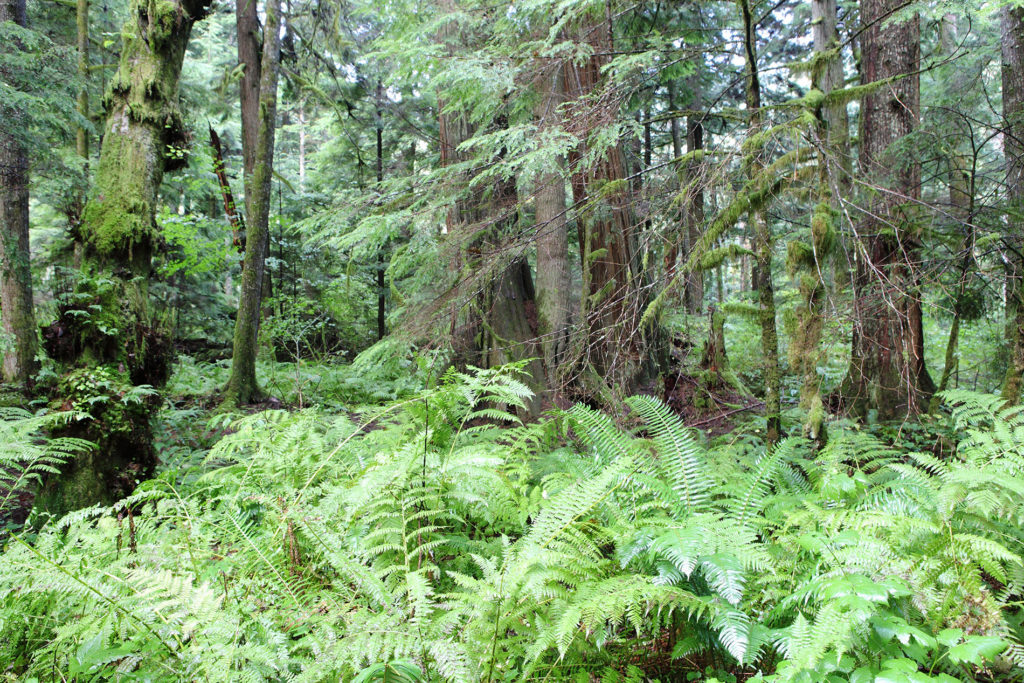 Trees in Olallie State Park