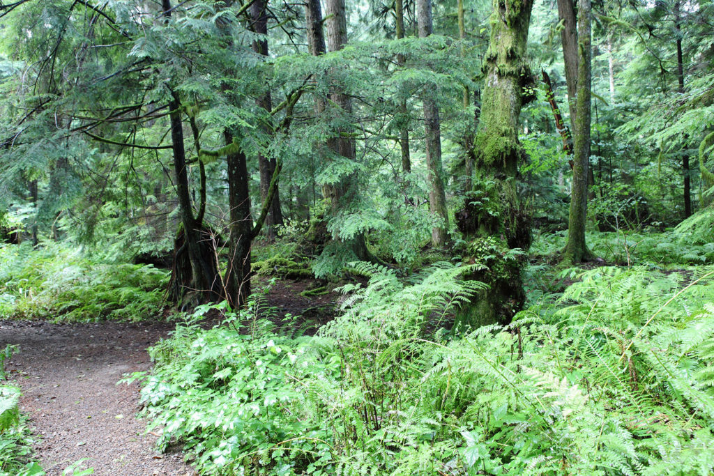 Woods in Olallie State Park