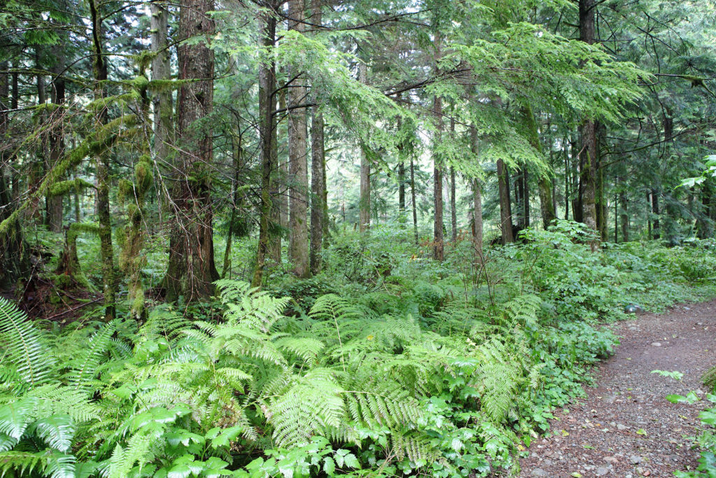 Woods in Olallie State Park