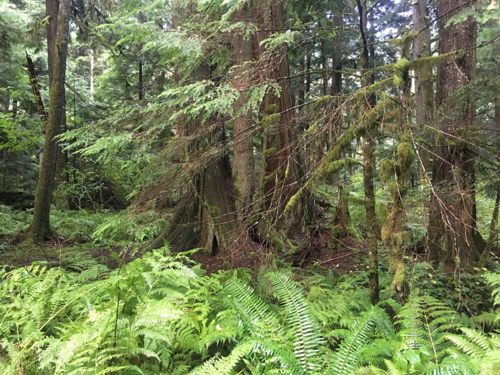 Giant trees in Olallie State Park