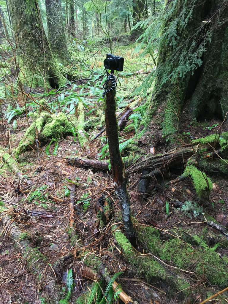 Make shift tripod using fallen tree branch