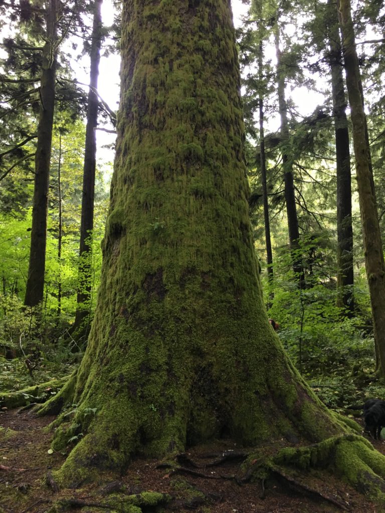 Giant spruce tree in Olallie State Park