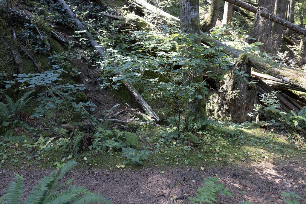Weeks Falls Trail with trees in summer