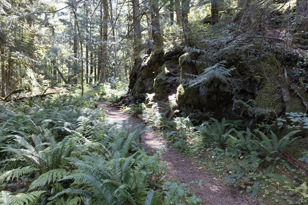 Weeks Falls Trail with trees in summer