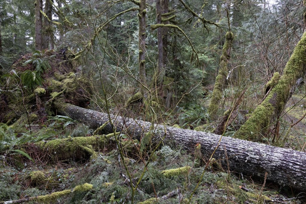 Fallen tree across trail