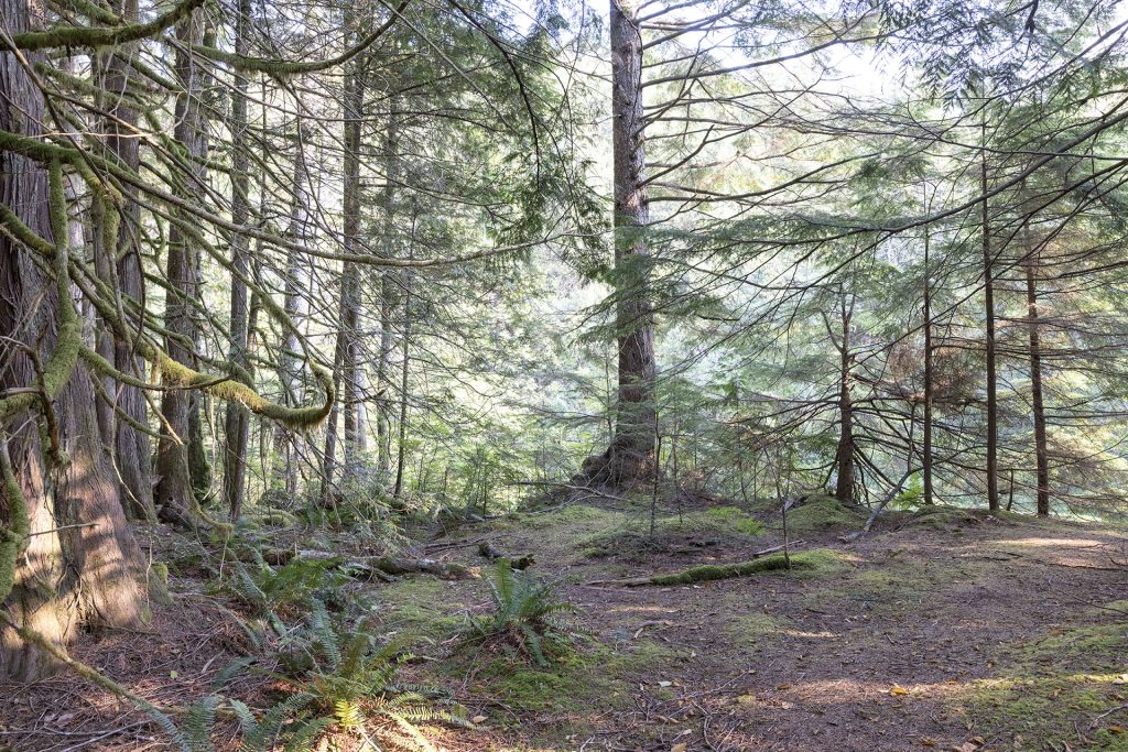 Olallie State Park woods