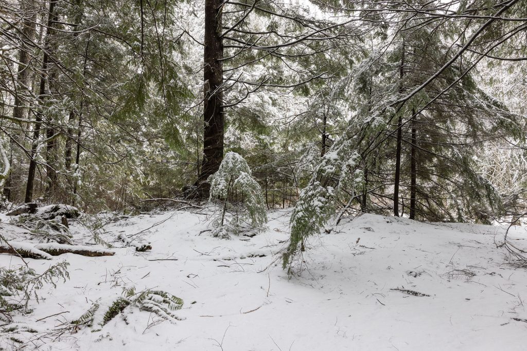 Olallie State Park woods covered in snow