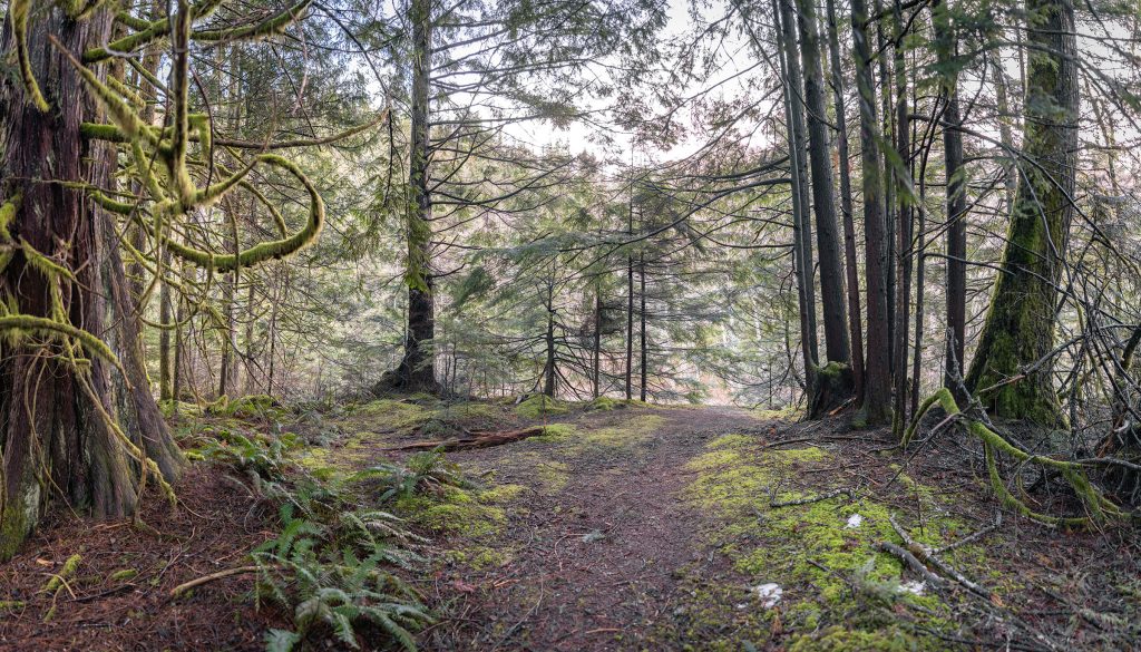 Path in the woods surrounded by trees