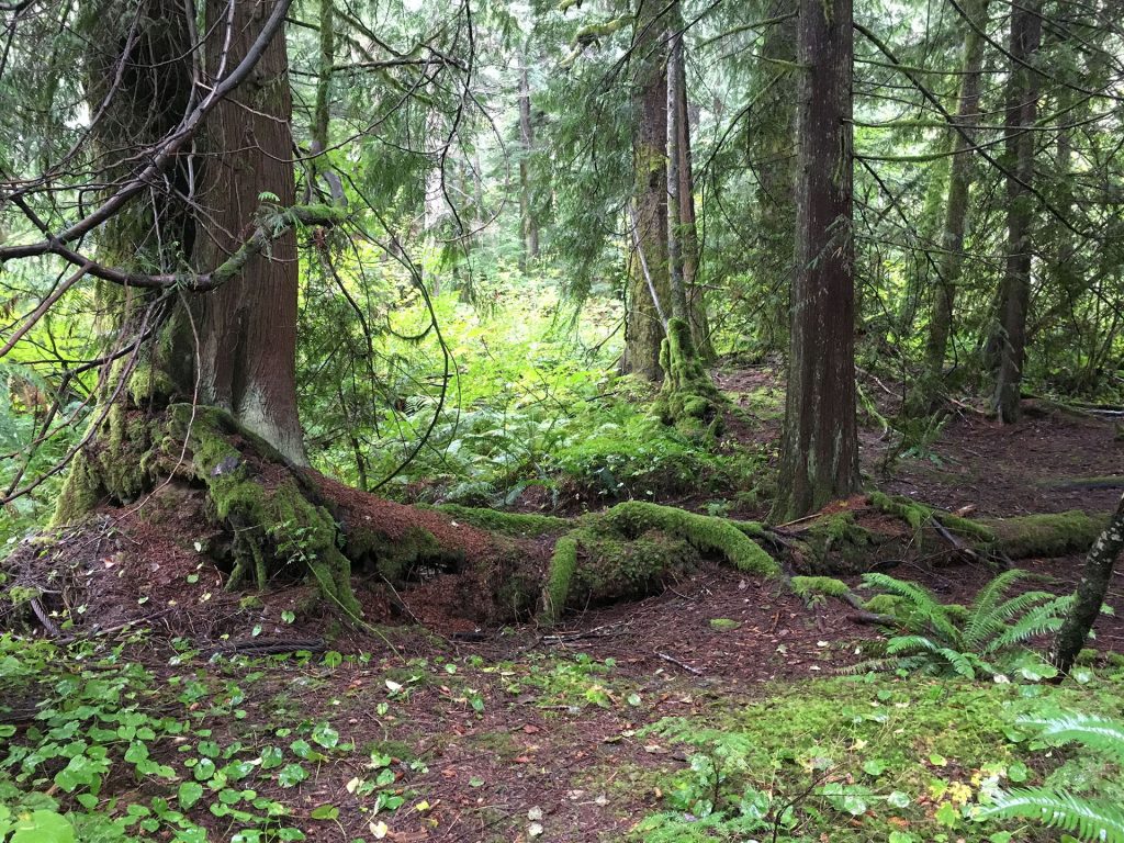 Woods in Olallie State Park