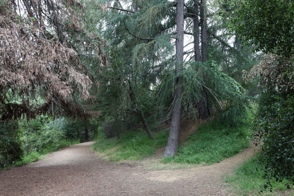 Franklin Canyon Park trail and trees