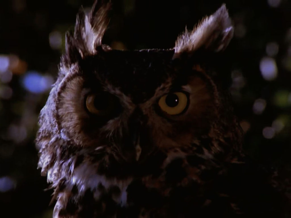 Owl above One Eyed Jack's