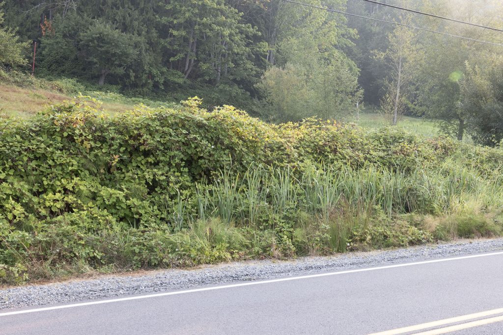 Bushes along the side of the road