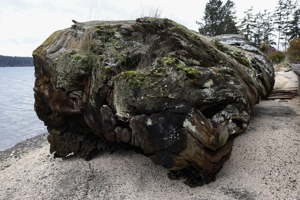 Giant log on a rocky beach at Kiana Lodge