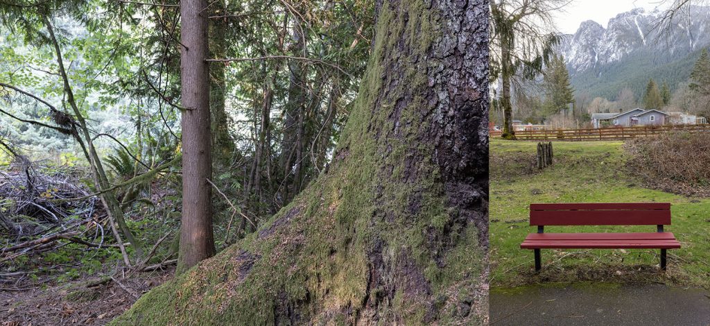 Cooper's Tree from Olallie State Park and Carl Rodd's bench