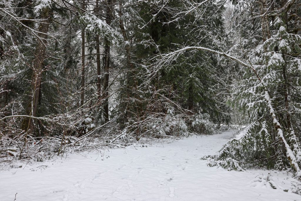 Snow covered path under trees at Olallie State Park