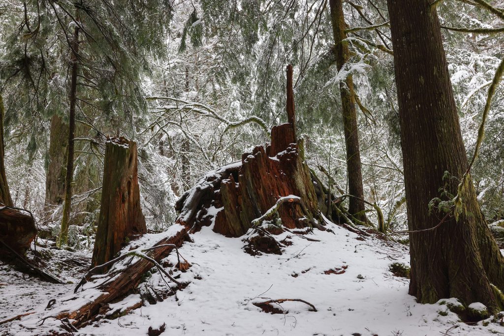 Jack Rabbit's Palace covered in snow at Olallie State Park