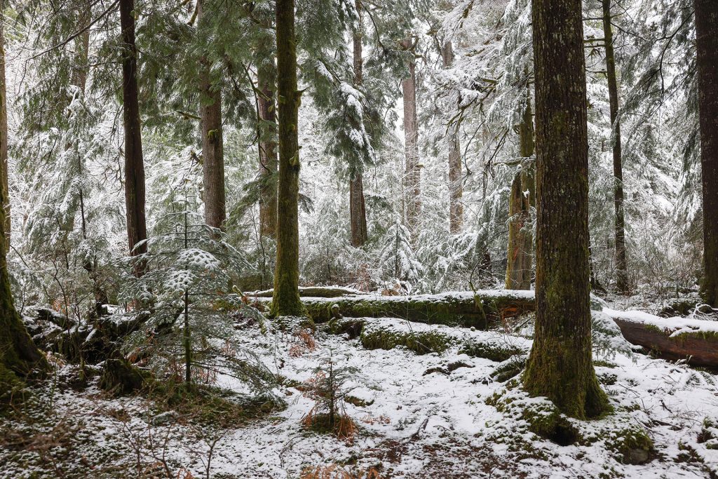 Naido's spot covered in snow at Olallie State Park
