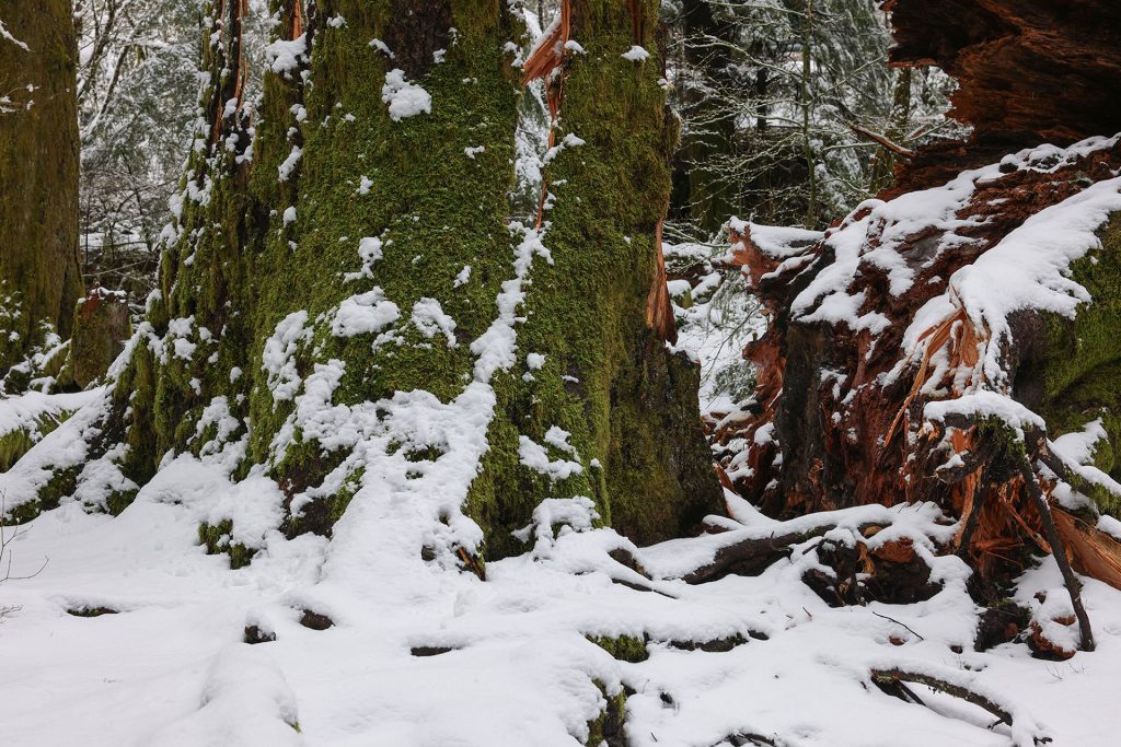 Steven and Gersten's tree covered in snow at Olallie State Park